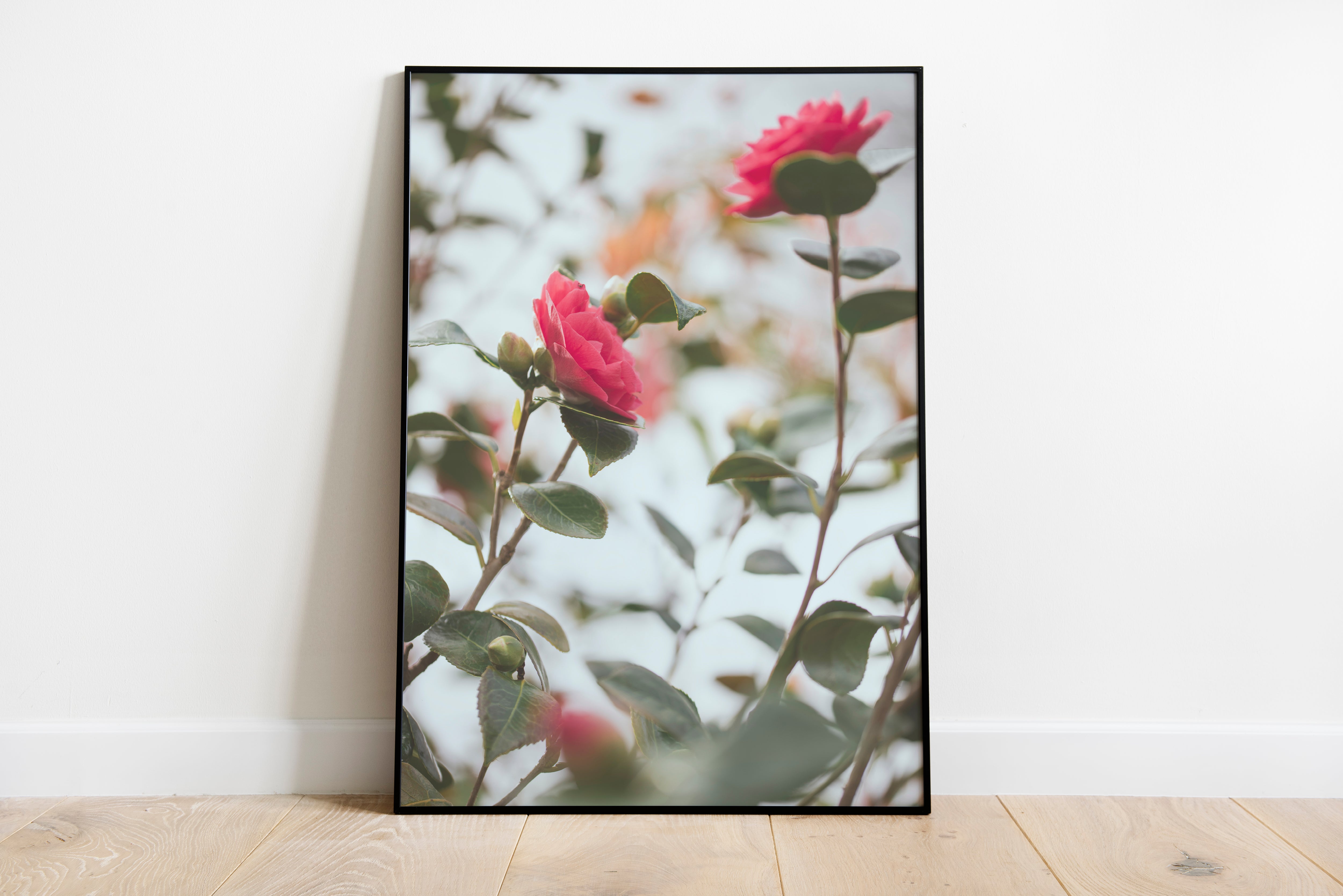 Camellia - Print Store | Ocoee House