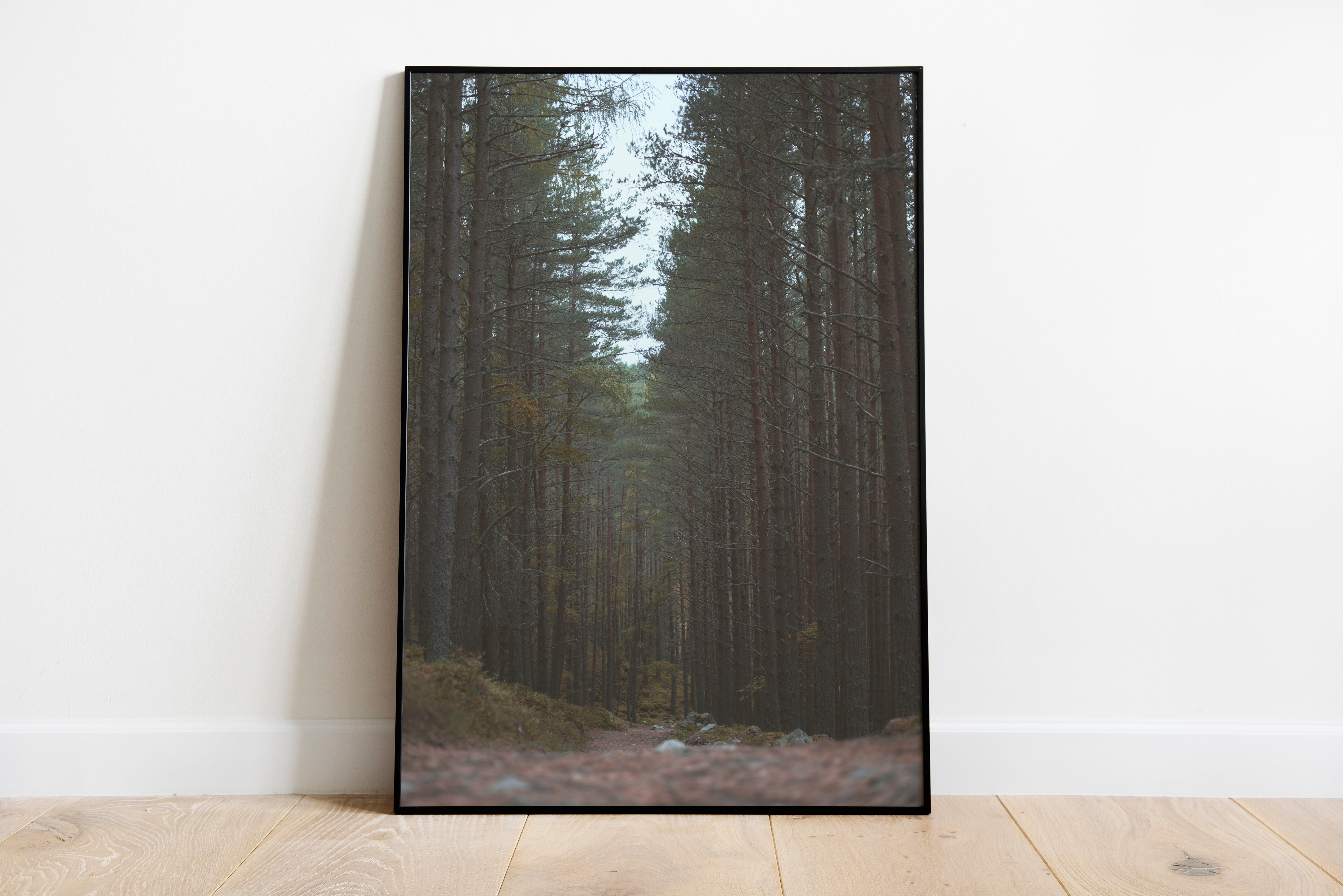 Forest - Print Store | Ocoee House