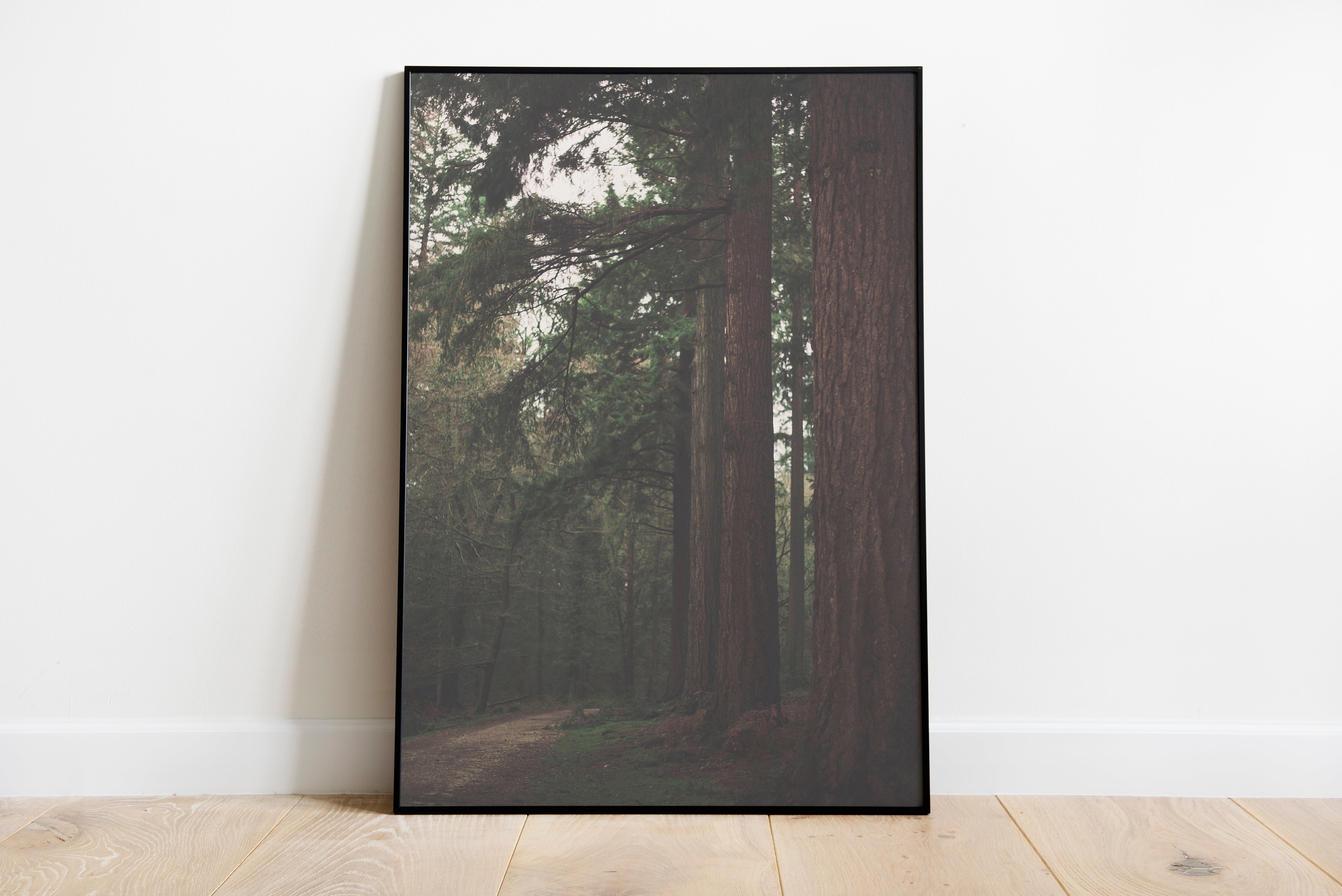 Scots Pine - Print Store | Ocoee House